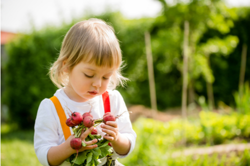 Growing Food With The Kids: It's Fun and Healthy radishes